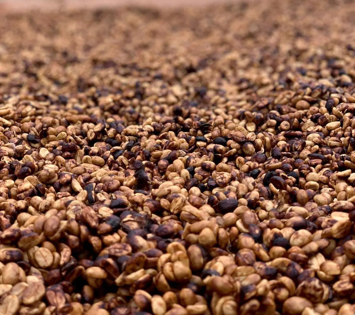 La méthode de traitement « pulped natural » du café