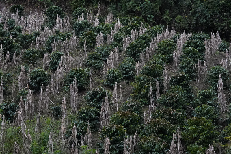 Hoe wordt de koffie gebrand