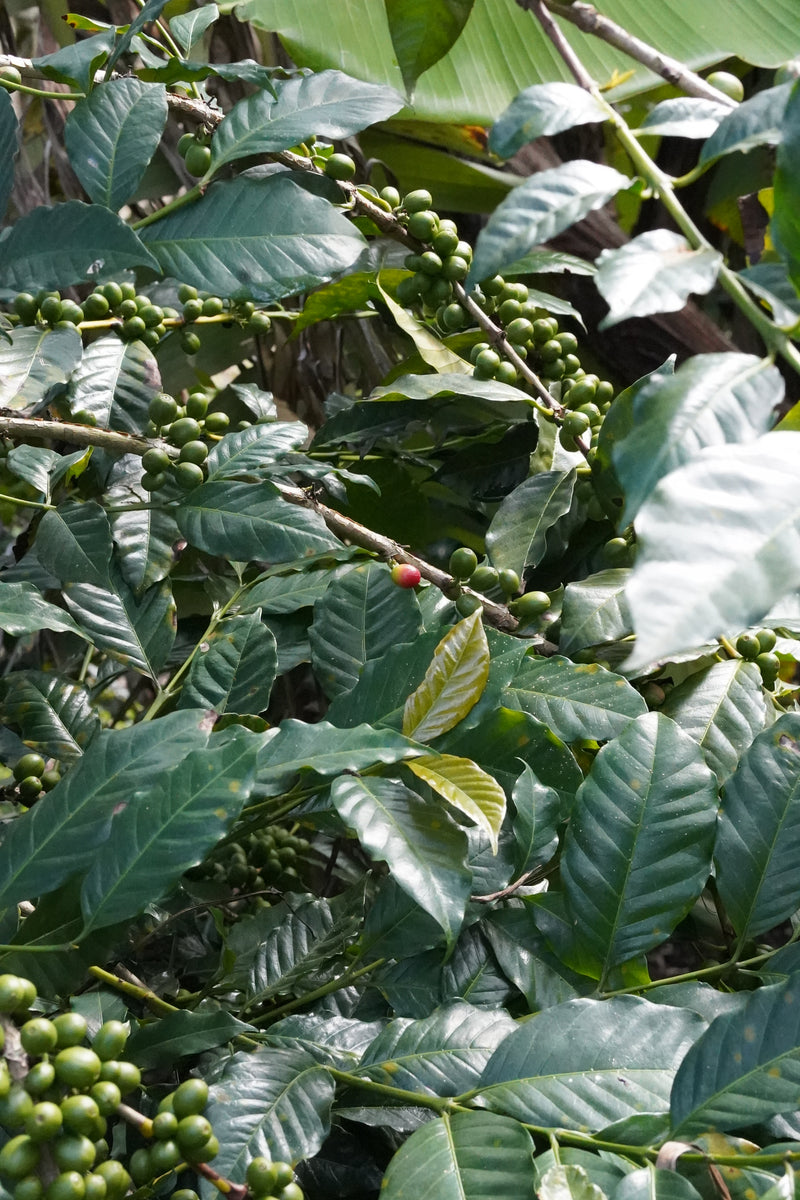 Comment il est torrefie