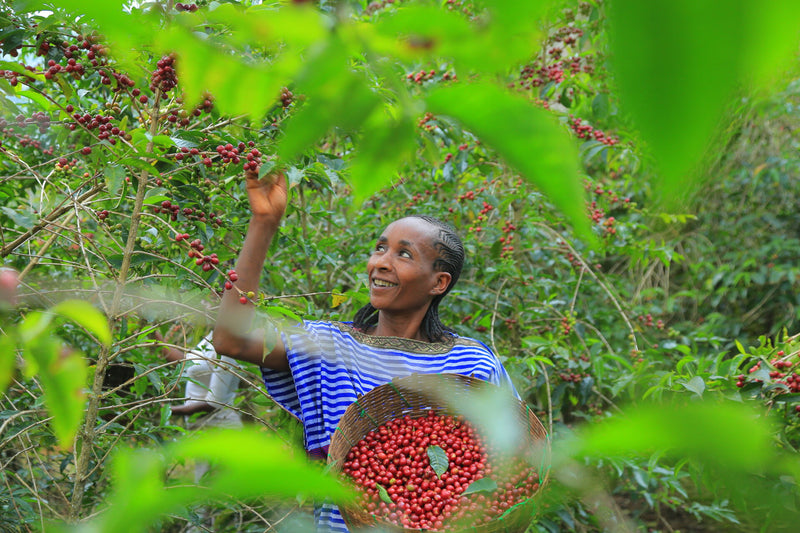 1. Know your coffee's origin
