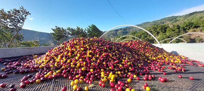 ALL ABOUT Costa Rica San Isidro