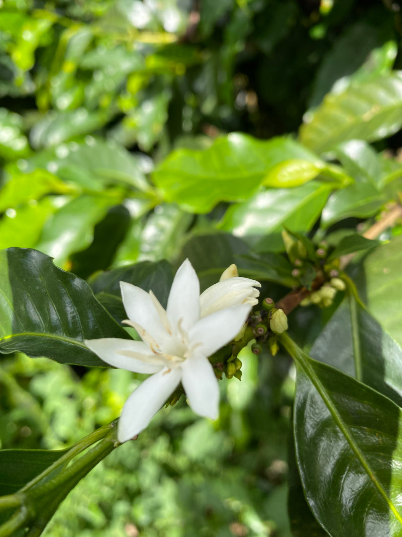 ALL ABOUT Costa Rica El Alumbre