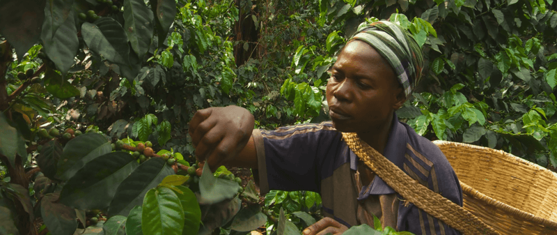 ALL ABOUT CONGO – Amka Mlimaji for Espresso