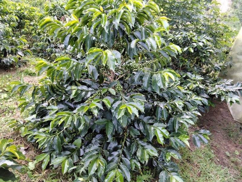 Hoe het geroosterd wordt